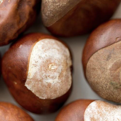 Focus On... Horse Chestnut Extract
