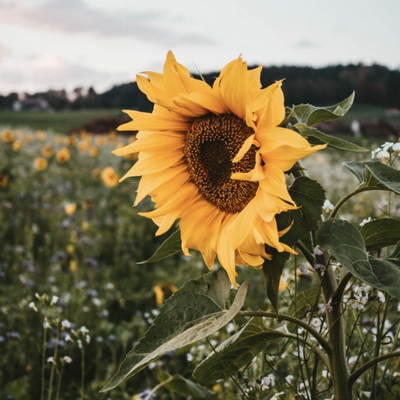 Focus On... Organic Sunflower Oil